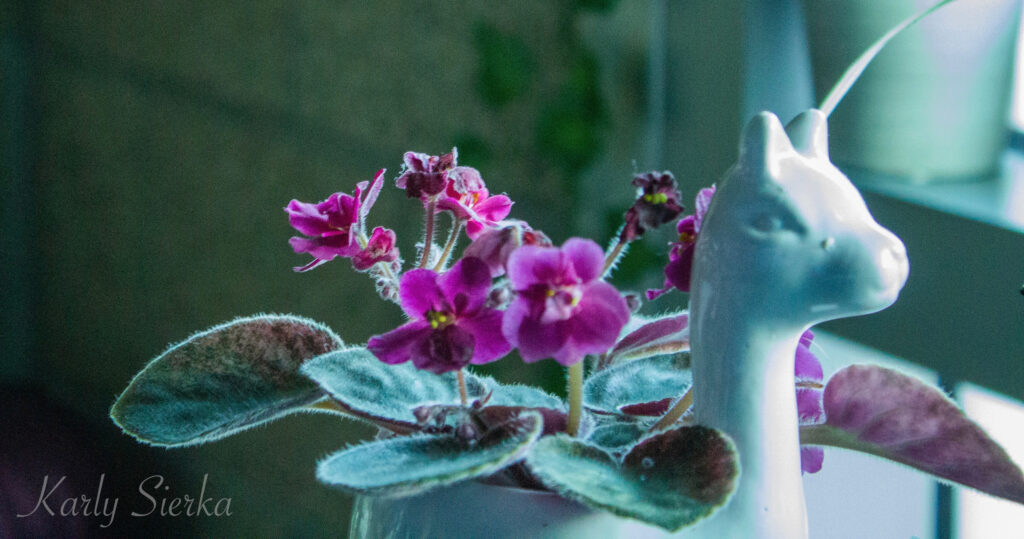 Photograph of a whimsical llama planter containing an African Violet
